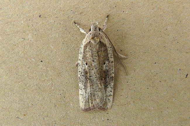 Agonopterix nervosa, adult. Chester-le-Street, 03-08-2008. Copyright Keith Dover.