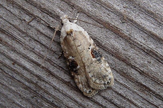 Agonopterix alstromeriana, adult. Chester-le-Street, 19-09-2007. Copyright Keith Dover.