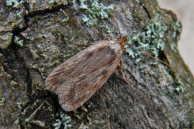 Parsnip Moth (Depressaria radiella), adult. Taken outside Durham, 12-04-2011. Copyright Keith Dover.