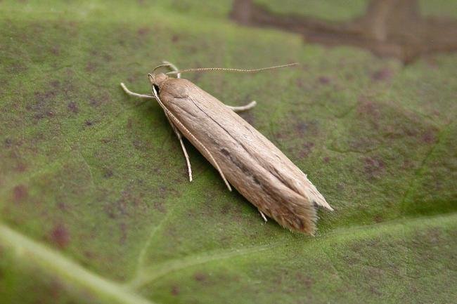 Limnaecia phragmitella, adult. Chester-le-Street, 16-08-2015. Copyright Keith Dover.