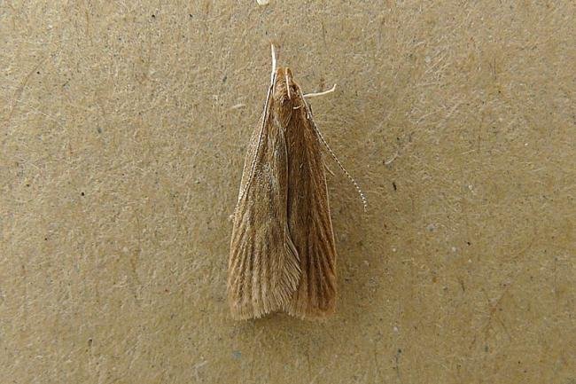 Helcystogramma rufescens, adult. Chester-le-Street, 23-07-2008. Copyright Keith Dover.
