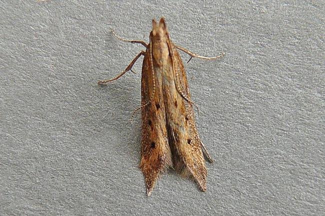 Metzneria metzneriella, adult. Chester-le-Street, 01-07-2009. Copyright Keith Dover.