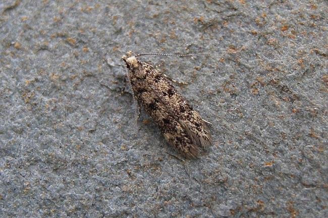 Bryotropha domestica, adult. Chester-le-Street, 06-08-2007. Copyright Keith Dover.