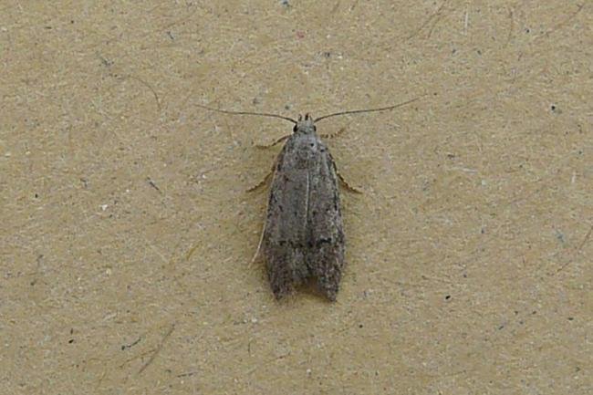 Teleiodes vulgella, adult. Chester-le-Street, 22-07-2008. Copyright Keith Dover.