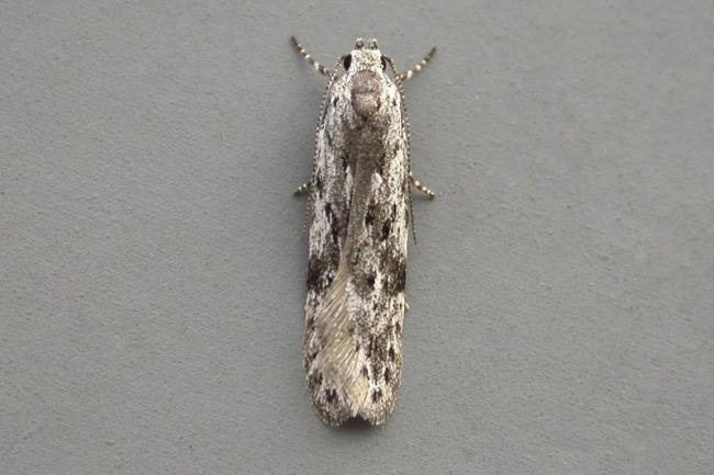 Carpatolechia proximella, adult. Taken outside Durham, 11-06-2007. Copyright Keith Dover.