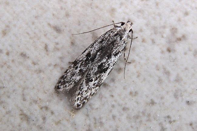 Carpatolechia proximella, adult. Chester-le-Street, 18-06-2007. Copyright Keith Dover.