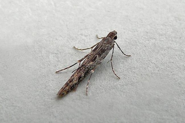 Batrachedra praeangusta, adult. Chester-le-Street, 25-07-2012. Copyright Keith Dover.