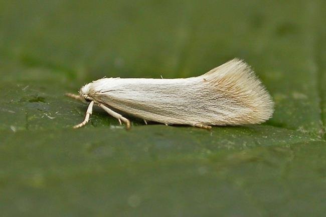 Elachista argentella, adult. Taken outside Durham, 10-06-2009. Copyright Keith Dover.