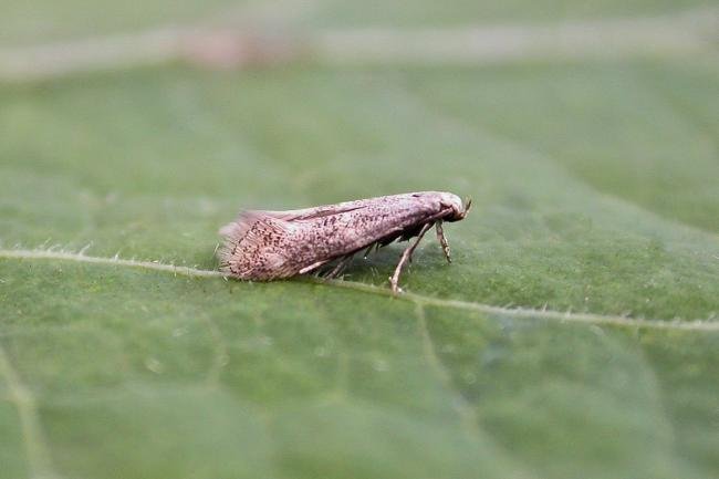 Elachista canapennella, adult. Chester-le-Street, 03-08-2015. Copyright Keith Dover.