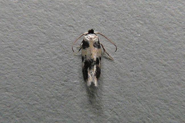 Etainia decentella, adult. Chester-le-Street, 15-07-2011. Copyright Keith Dover.