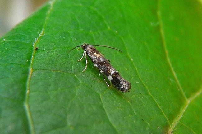 Mompha raschkiella, adult. Chester-le-Street, 16-08-2011. Copyright Keith Dover.