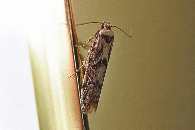 Blastobasis adustella, adult. Chester-le-Street, 17-07-2007. Copyright Keith Dover.