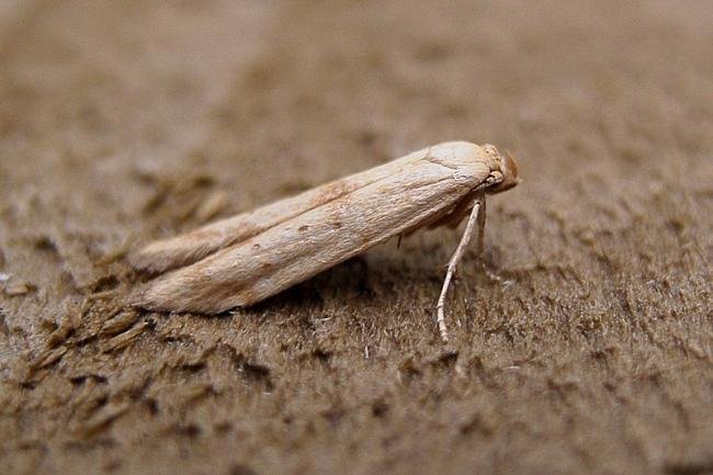 Blastobasis lacticolella, adult. Chester-le-Street, 16-10-2006. Copyright Keith Dover.