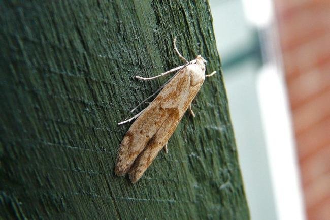 Blastobasis lacticolella, adult. Chester-le-Street, 16-10-2009. Copyright Keith Dover.