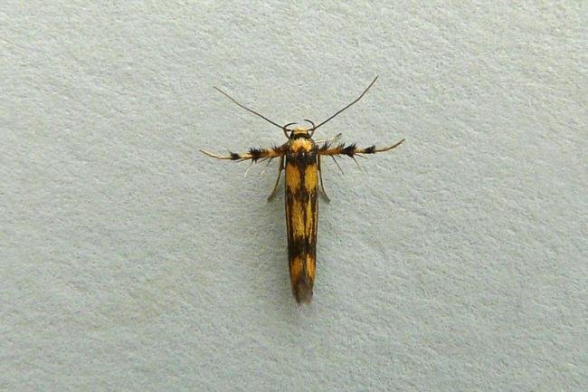 Stathmopoda pedella, adult. Framwellgate Moor, 25-07-2012. Copyright Keith Dover.