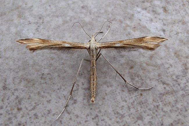 Tansy Plume (Gillmeria ochrodactyla), adult. Chester-le-Street, 19-06-2007. Copyright Keith Dover.