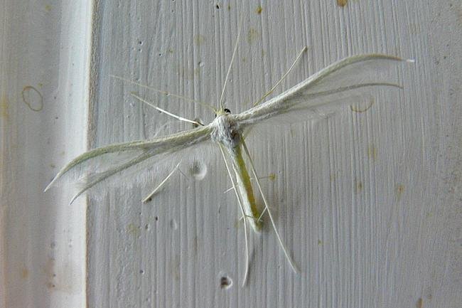 White Plume (Pterophorus pentadactyla), adult. Taken outside Durham, 02-07-2009. Copyright Keith Dover.