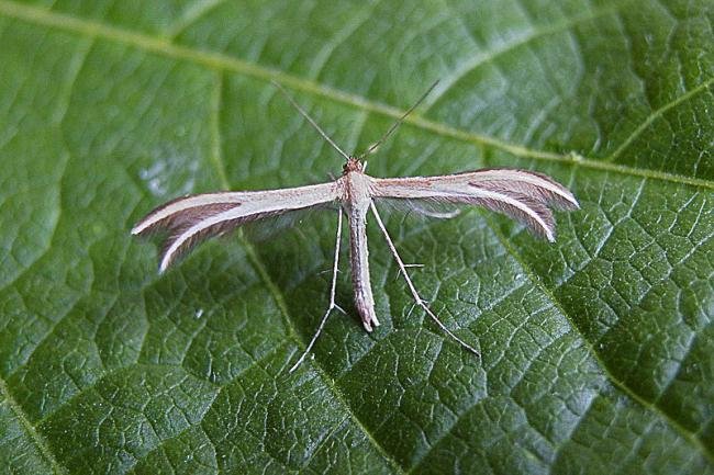 Thyme Plume (Merrifieldia leucodactyla), adult. Bishop Middleham Quarry, 15-07-2005. Copyright Keith Dover.