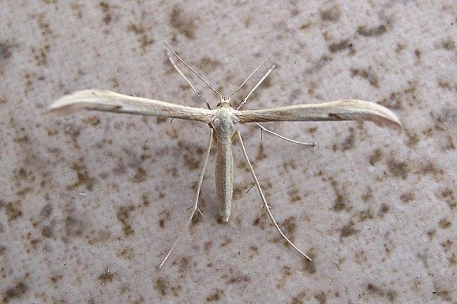 Small Goldenrod Plume (Hellinsia osteodactylus), adult. Chester-le-Street, 22-07-2007. Copyright Keith Dover.