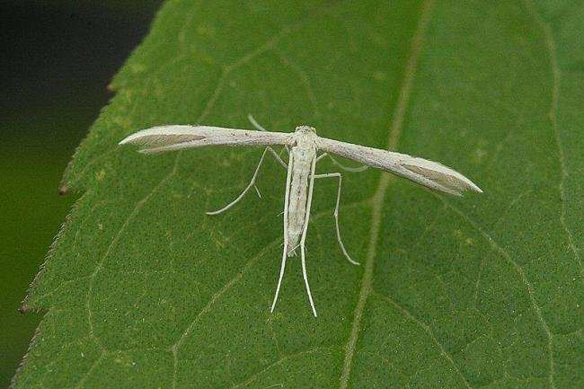Hemp Agrimony Plume (Adaina microdactyla), adult. Taken outside Durham. Copyright Keith Dover.