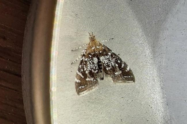 Prochoreutis myllerana, adult. Taken outside Durham, 10-08-2021. Copyright Keith Dover.
