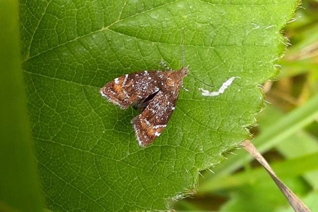 Prochoreutis sehestediana, adult. Malton, 07-08-2021. Copyright Keith Dover.