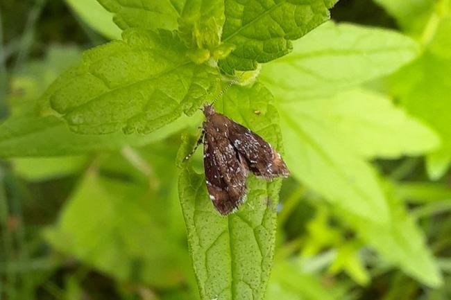 Prochoreutis sehestediana, adult. Malton, 07-08-2021. Copyright Keith Dover.