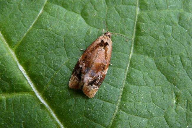 Red-barred Tortrix (Ditula angustiorana), adult. Taken outside Durham, 08-07-2005. Copyright Keith Dover.