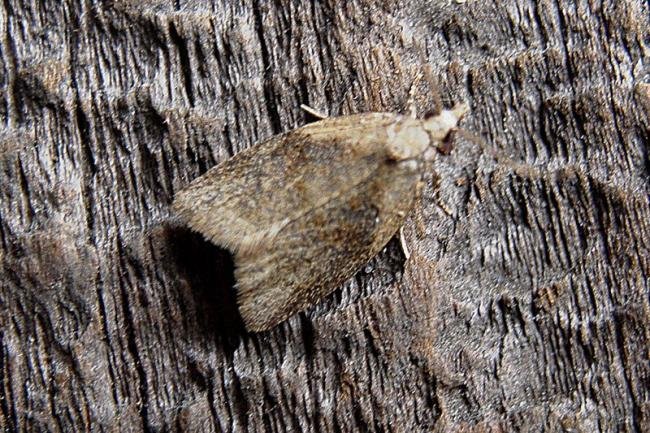 Capua vulgana, adult. Taken outside Durham, 18-05-2007. Copyright Keith Dover.