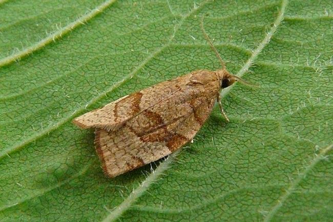 Barred Fruit-tree Tortrix (Pandemis cerasana), adult. Chester-le-Street, 05-07-2011. Copyright Keith Dover.