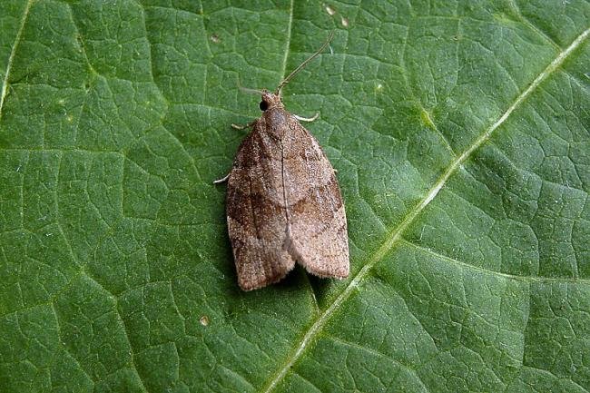 Dark Fruit-tree Tortrix (Pandemis heparana), adult. Taken outside Durham, 08-07-2005. Copyright Keith Dover.