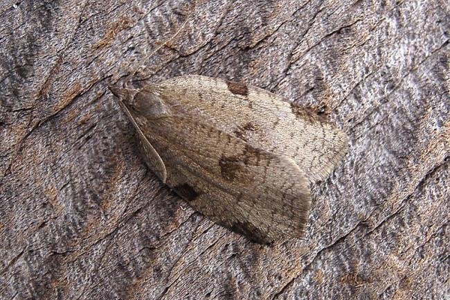 Lozotaenia forsterana, adult. Chester-le-Street, 02-07-2007. Copyright Keith Dover.
