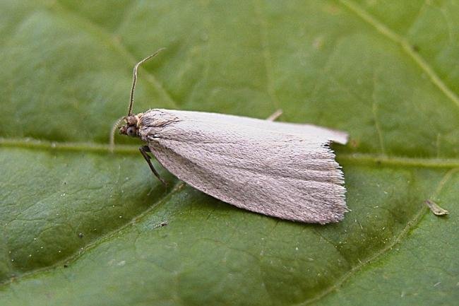 Timothy Tortrix (Zelotherses paleana), adult. Chester-le-Street, 10-06-2007. Copyright Keith Dover.