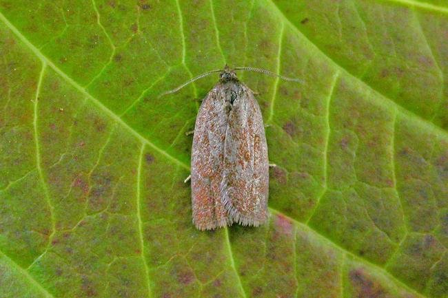 Bilberry Tortrix (Aphelia viburnana), adult. Taken outside Durham, 11-08-2015. Copyright Keith Dover.