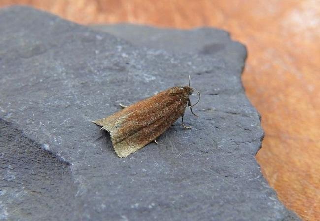 Bilberry Tortrix (Aphelia viburnana), adult. Chester-le-Street, 19-06-2017. Copyright Keith Dover.