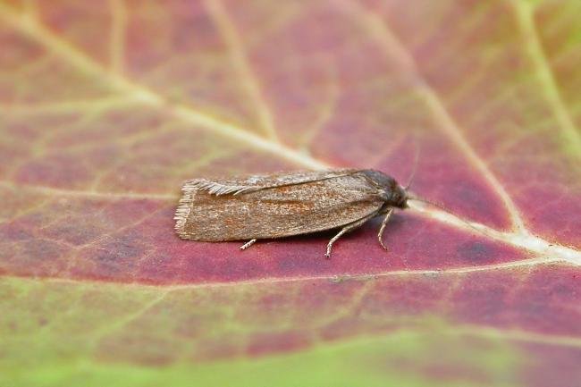 Bilberry Tortrix (Aphelia viburnana), adult. Taken outside Durham, 11-08-2015. Copyright Keith Dover.