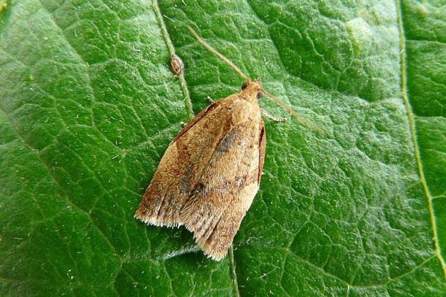 Clepsis consimilana, adult. Chester-le-Street, 04-07-2011. Copyright Keith Dover.