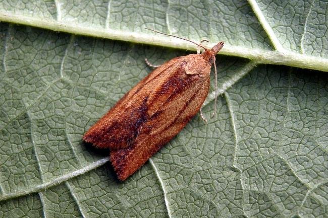 Light Brown Apple Moth (Epiphyas postvittana), adult. Taken outside Durham, 13-09-2005. Copyright Keith Dover.