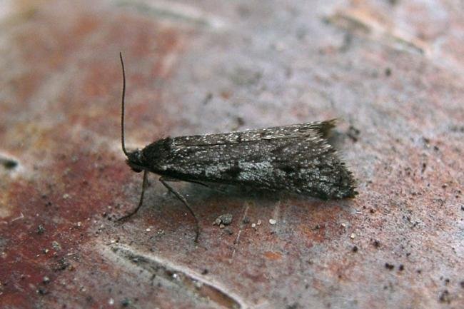 Exapate congelatella, adult. Taken outside Durham, 22-10-2006. Copyright Keith Dover.
