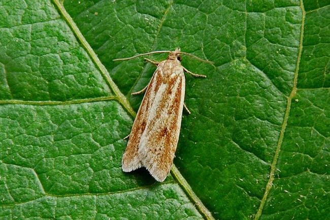 Eana osseana, adult. Wingate Quarry, 14-07-2011. Copyright Keith Dover.