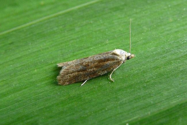 Cnephasia longana, adult. Chester-le-Street, 03-08-2013. Copyright Keith Dover.