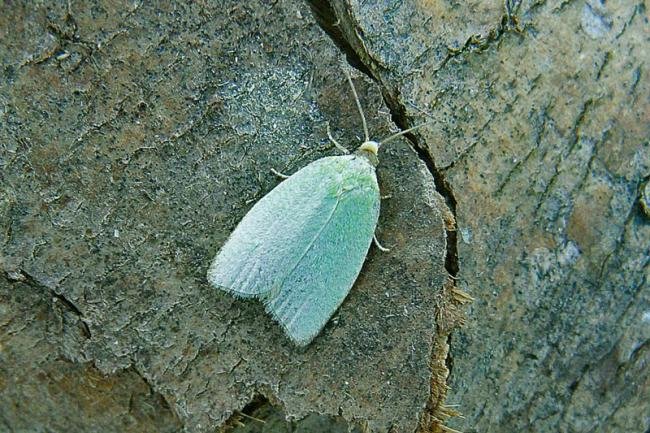 Green Oak Tortrix (Tortrix viridana), adult. Chester-le-Street, 29-06-2009. Copyright Keith Dover.