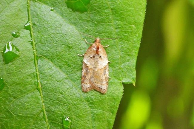 Acleris laterana, adult. Taken outside Durham. Copyright Keith Dover.