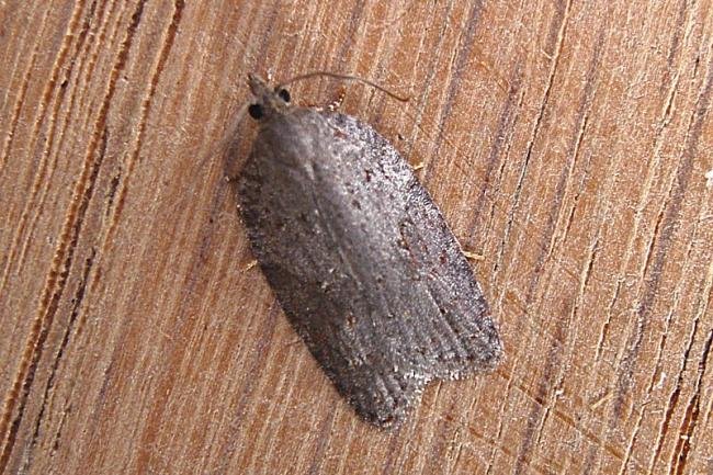 Acleris sparsana, adult. Taken outside Durham, 16-10-2007. Copyright Keith Dover.