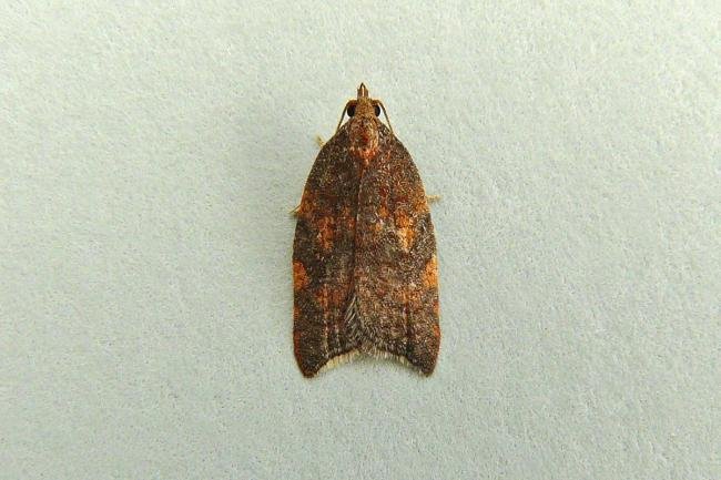 Rhomboid Tortrix (Acleris rhombana), adult. Chester-le-Street, 12-09-2013. Copyright Keith Dover.