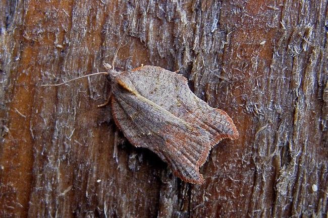 Acleris emargana, adult. Chester-le-Street, 17-08-2006. Copyright Keith Dover.