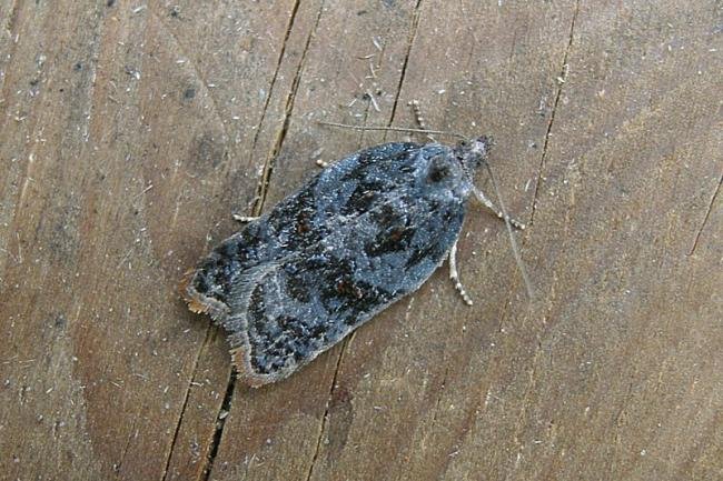 Garden Rose Tortrix (Acleris variegana), adult. Taken outside Durham, 06-10-2005. Copyright Keith Dover.