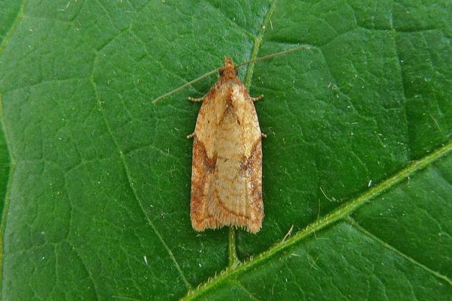 Acleris aspersana, adult. Chester-le-Street, 21-08-2012. Copyright Keith Dover.