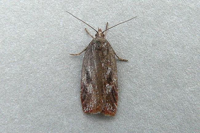 Acleris hyemana, adult. Chester-le-Street, 30-04-2010. Copyright Keith Dover.