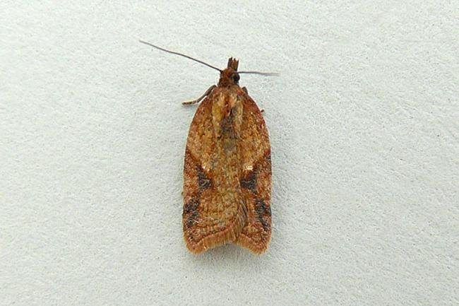 Acleris ferrugana/notana, adult. Chester-le-Street, 10-08-2012. Copyright Keith Dover.